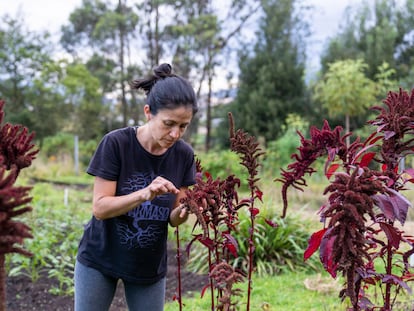 Claudia García Becerra recolecta semillas de amaranto, en su finca en Cotacachi (Ecuador), el 3 de marzo de 2023.