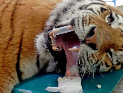 El tigre siberiano Igor, en la mesa de operaciones del zoológico de Szeged.