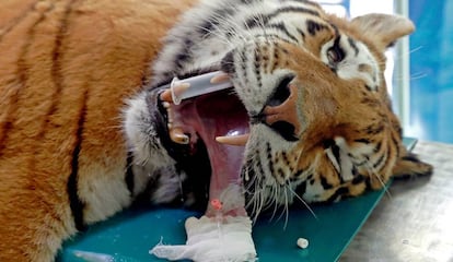 El tigre siberiano Igor, en la mesa de operaciones del zoológico de Szeged.