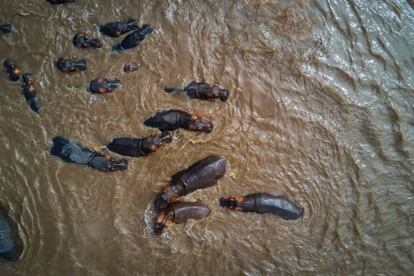 Hipopótamos en el Parque Nacional del Serengueti (Tanzania).