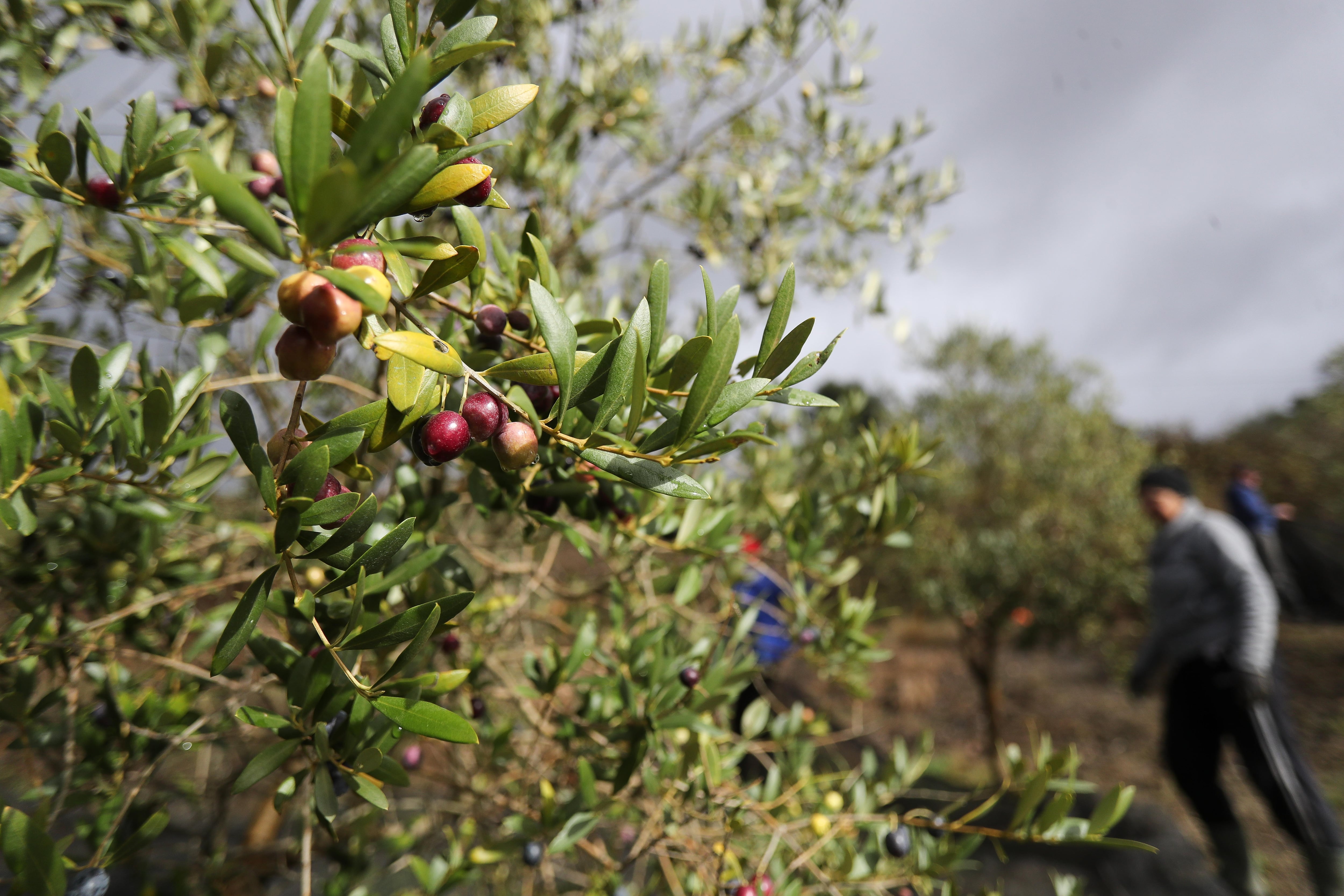 La alimentación española ante el desbloqueo de Mercosur