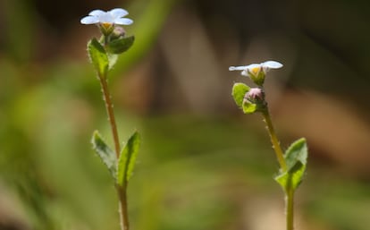 Flores de la planta ‘Gyrocaryum oppositifolium’, conocida como “nomevés”. 