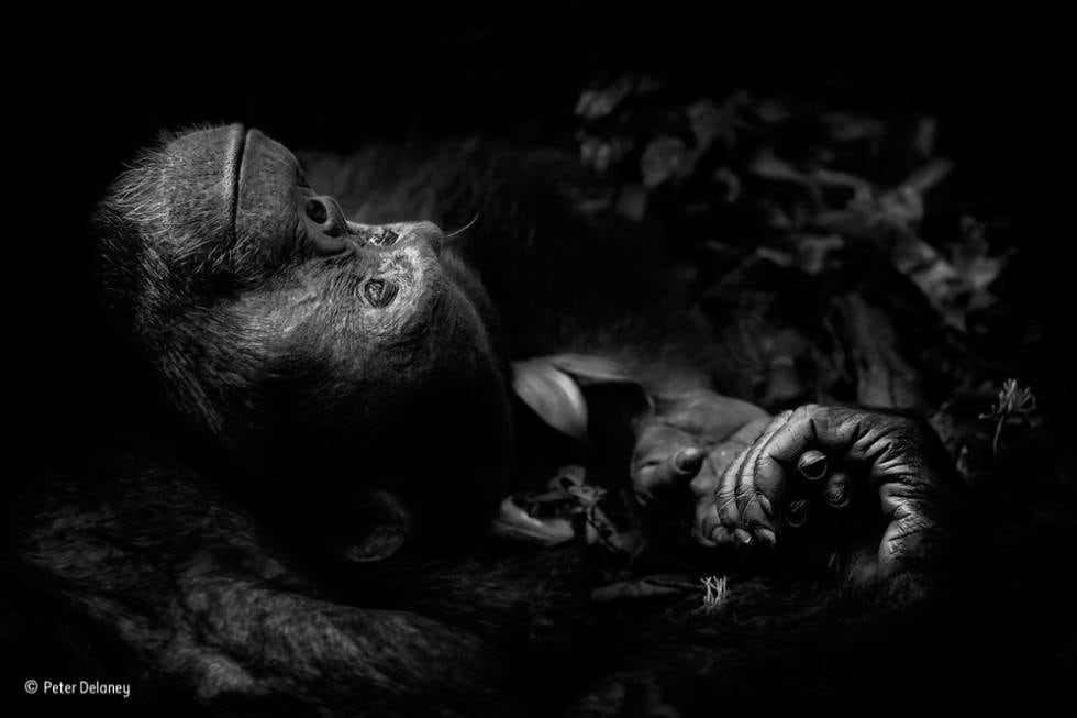 Las fotos ganadoras del Wildlife Photographer of the Year 2017 | Punto ...