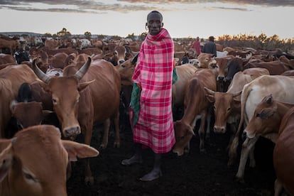 Un hombre masai vigila su ganado el 22 de diciembre de 2020 en el área de conservación Mara North, en Kenia.