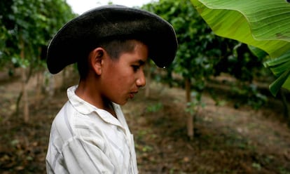 Un joven en una explotaci&oacute;n de fruta de la pasi&oacute;n en Colombia.