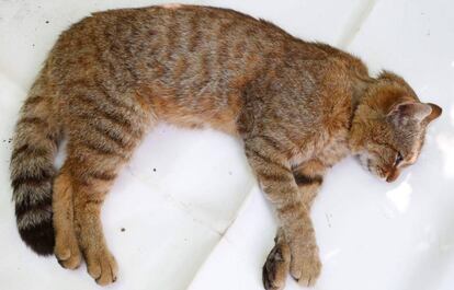 Foto tomada el pasado día 12 en Córcega de la supuesta nueva especie de felino.