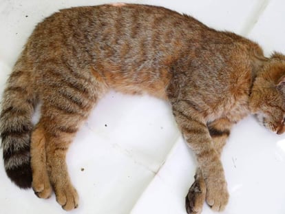 Foto tomada el pasado día 12 en Córcega de la supuesta nueva especie de felino.