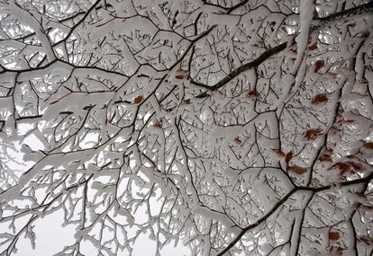 Neu a les branques d'un arbre a O Cebreiro.