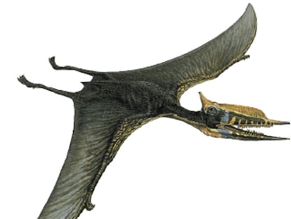 Recreación de un pterosaurio del Cretácico, <i>Phobetor</i> <i>(Terrorífico)</i>.