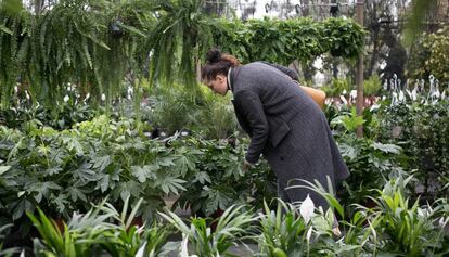 Plantes destinades al Mobile que es van vendre amb descompte dissabte passat en un viver de Gavà.