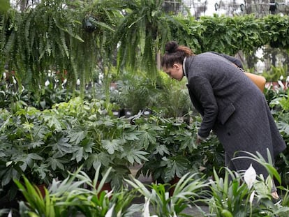 Parte de las plantas destinadas al MWC y rebajadas en un vivero de Gavà.