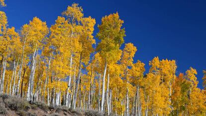 Pando, a colônia clonal que surgiu de uma única árvore da espécie Populus tremuloides