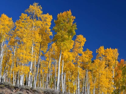 Pando, a colônia clonal que surgiu de uma única árvore da espécie Populus tremuloides