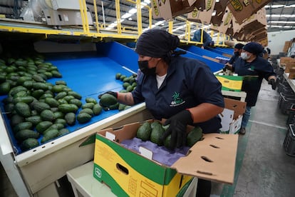 Un trabajador mexicano empaca aguacate rumbo a EE UU en una planta de Michoacán