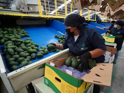 Un trabajador mexicano empaca aguacate rumbo a EE UU en una planta de Michoacán.