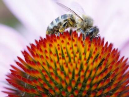 Uma abelha pousada em uma flor na região francesa de Rhône-Alpes.