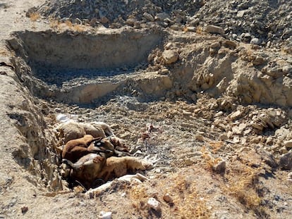 Animales muertos en Extremadura por la enfermedad de la lengua azul.