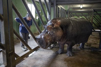 La veterinaria Cati Gerique y el hipopótamo Raff, en el Bioparc Valencia.