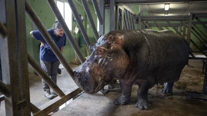 La veterinaria Cati Gerique y el hipopótamo Raff, en el Bioparc Valencia.