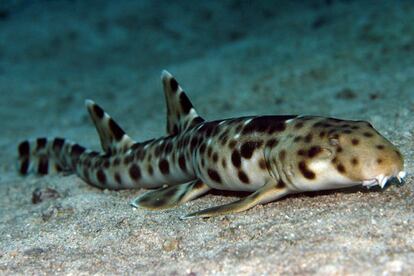 Los descubridores consideran que el ecosistema hallado es uno de los más ricos del planeta. Entre las 15 nuevas especies de peces descubiertas se incluye este Hemiscyillum freycineti.