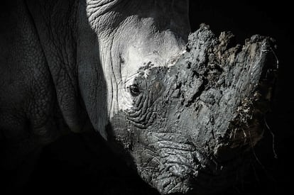 La sostenibilidad de nuestra fauna se debilita por acciones humanas como la caza furtiva de animales. En el caso del rinoceronte negro, una especie en peligro crítico, sus poblaciones han disminuido de 100.000 en 1960 a 5.000 en 2016. Además, la población mundial de rinoceronte blanco se estima en 20.000 ejemplares y de Java solo 63. En esta fotografía, se muestra un rinoceronte en el zoo de París (Francia).