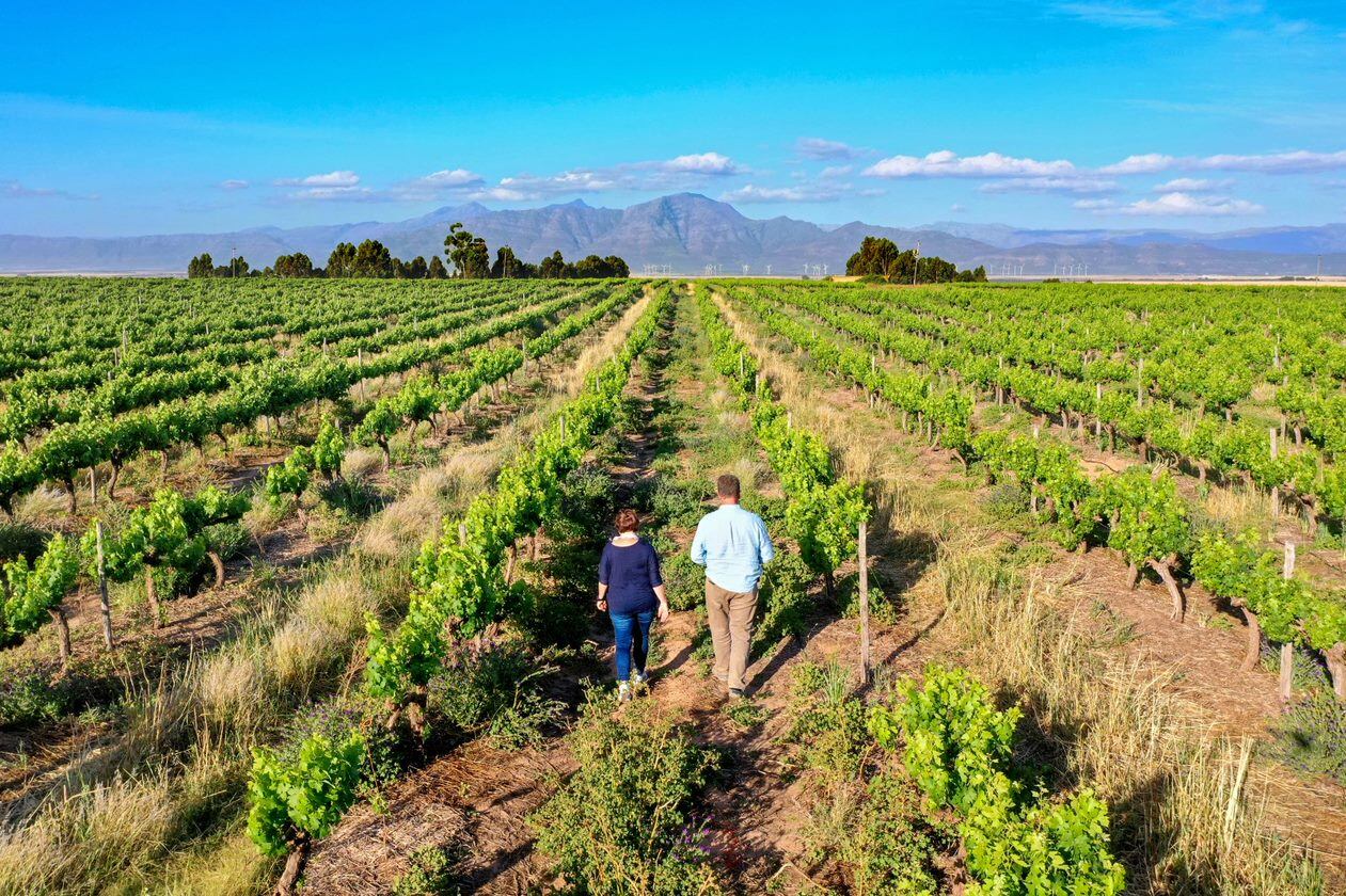 La enóloga Christa von La Chevallerie (I) inspecciona las vides que proporcionan uvas para su bodega, Huis Van Chevallerie, junto con la granjera Nikki Serdyn (D), en Riebeek Kasteel, Sudáfrica. 