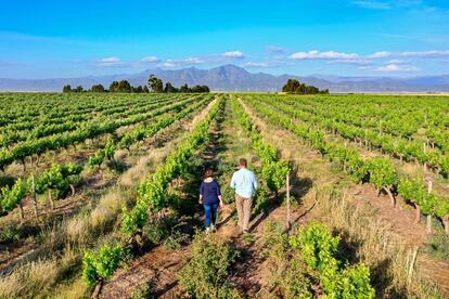 La enóloga Christa von La Chevallerie (I) inspecciona las vides que proporcionan uvas para su bodega, Huis Van Chevallerie, junto con la granjera Nikki Serdyn (D), en Riebeek Kasteel, Sudáfrica.