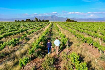 La enóloga Christa von La Chevallerie (I) inspecciona las vides que proporcionan uvas para su bodega, Huis Van Chevallerie, junto con la granjera Nikki Serdyn (D), en Riebeek Kasteel, Sudáfrica. 