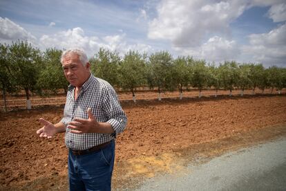 El agricultor Antonio López, en su finca de olivos de Los Palacios (Sevilla). 