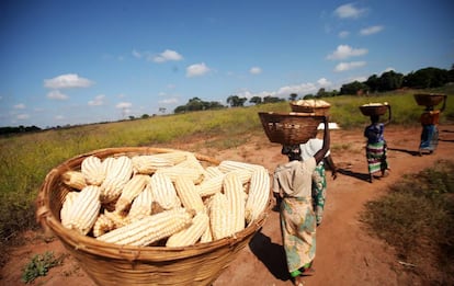 Agricultores mozambiqueños llevan maíz a su pueblo para procesarlo.