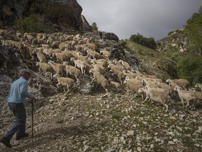 Un pastor, con un rebaño de ovejas por la Sierra de Segura, en Jaén.