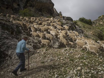Daniel García, con el rebaño de ovejas, sube por la Sierra de Segura, en Jaén.