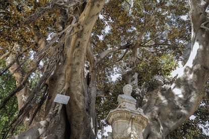 Detalle del tronco de la Higuera Australiana. Este árbol tiene la corteza gris y puede alcanzar los 60 metros. El tronco es macizo y con gruesos contrafuertes en la base.