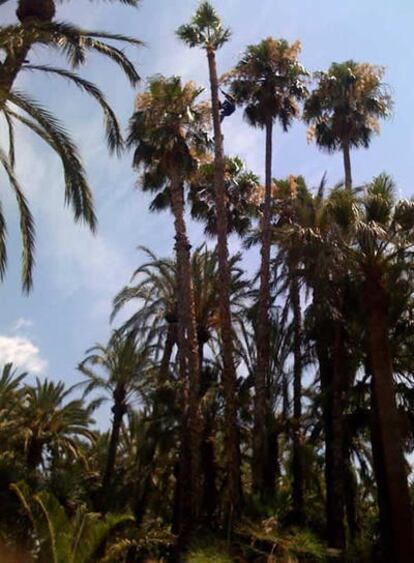 Vista del impresionante palmeral que acoge el Huerto del Cura, en Elche