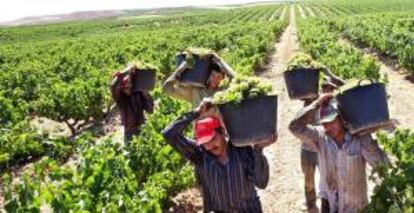 La subida de las temperaturas y la alteracin de las precipitaciones causadas por el calentamiento de la Tierra estn perjudicando a la produccin de vinos en la zona del Mediterrneo, y sobre todo en Espa?a. EFE/Archivo