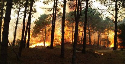 El fuego consume bosques en Pinamar, balneario de la provincia de Buenos Aires.