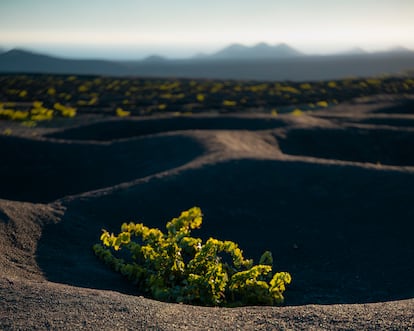 Bodegas y viñas El Grifo. Lanzarote. Fotografía proporcionada por la bodega. 