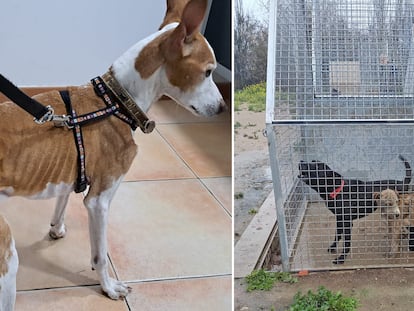 Centro de Bienestar Animal El Vivero de Granada