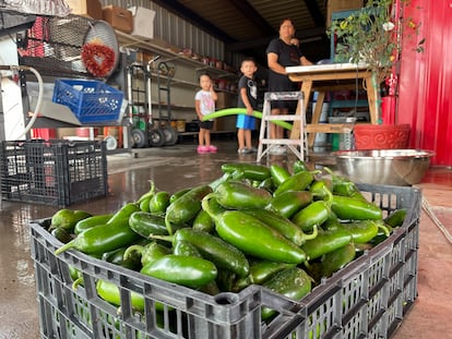 This July 12, 2021 file image shows a basket of fresh harvested green chile waiting to be roasted at Grajeda Hatch Chile Market in Hatch, N.M.