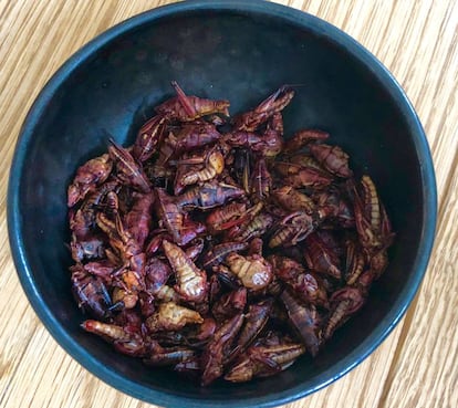 CHAPULINES EN PUNTOMX / CAPEL