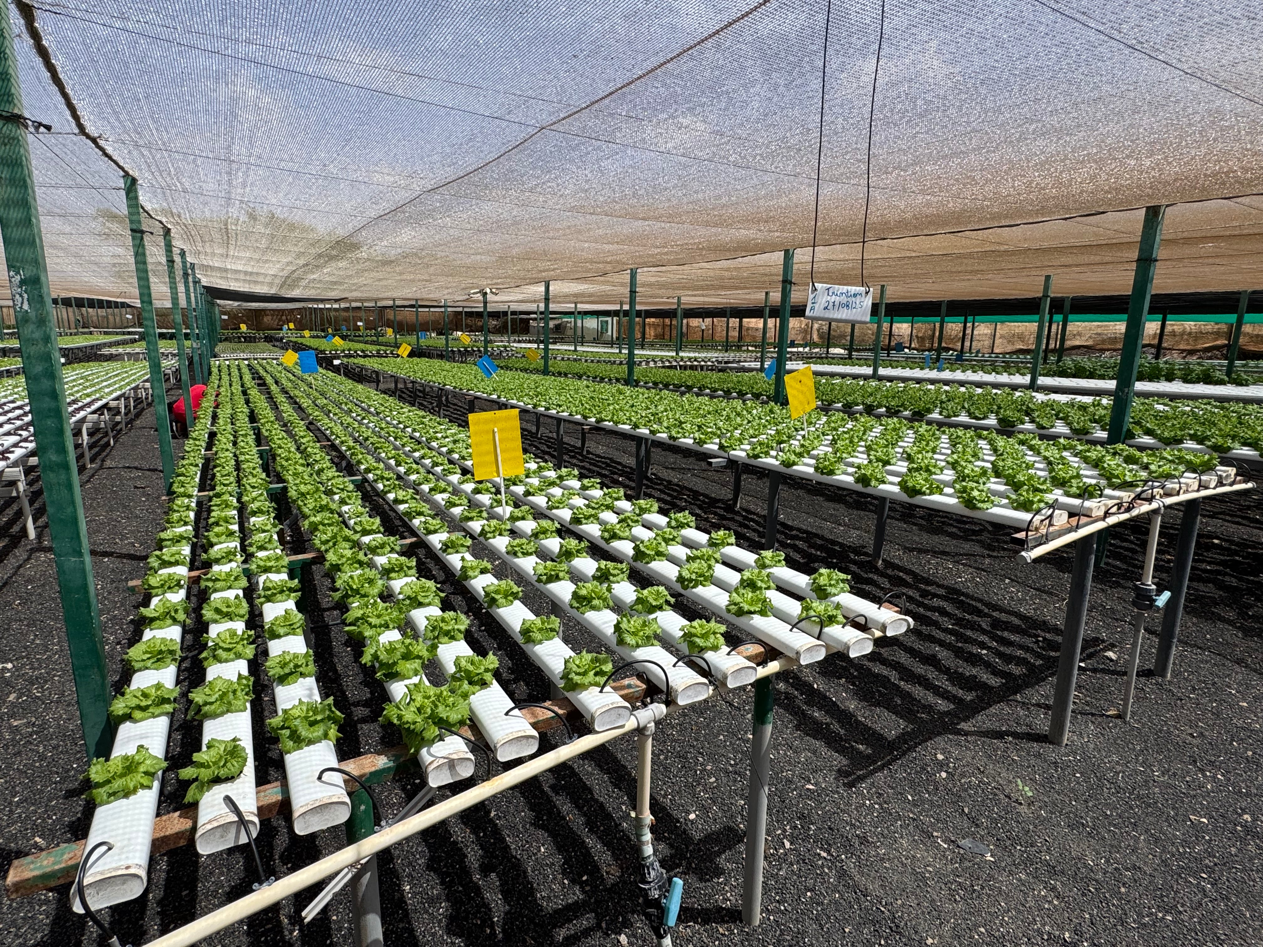Instalaciones de Milot Hydroponics en Sal, Cabo Verde.