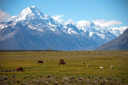 El nombre maorí y el inglés conviven en la denominación oficial de <a href="http://www.newzealand.com" target="_blank"> la montaña más alta de Nueva Zelanda</a>, a 3.764 metros sobre el nivel del mar, despuntando de entre los otros 22 tresmiles del parque nacional homónimo. Una tierra abrupta y escarpada, dominada por la roca y el hielo, en los Alpes neozelandeses, en la costa occidental de la isla Sur. De sus laderas cuelgan varios glaciares, como el Tasman y Hooker. Un escenario de película: en 'El señor de los anillos' es el exterior del monte Caradhras, Reino de Moria, donde los Enanos cavaron tanto en busca de mithril que despertaron a un balrog de Morgoth.