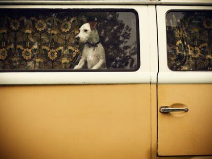 Guía práctica para unas vacaciones con mascota