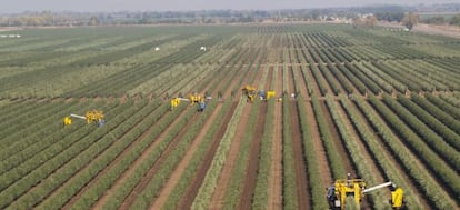 Plantaci&oacute;n de olivos en California. 