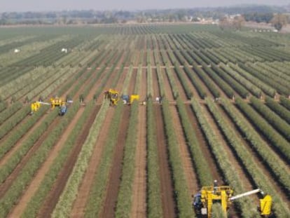 Plantaci&oacute;n de olivos en California. 