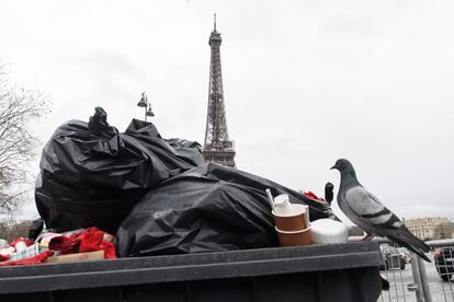 Una paloma se posa sobre un desbordado contenedor de basura, en París, este lunes.