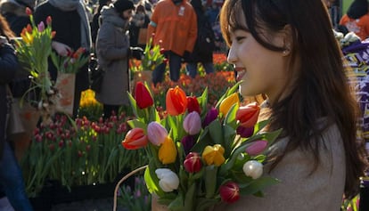 Apertura oficial de la temporada de tulipanes en Holanda.