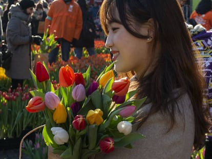 Apertura oficial de la temporada de tulipanes en Holanda.