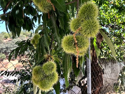 Castañas en el árbol /Capel