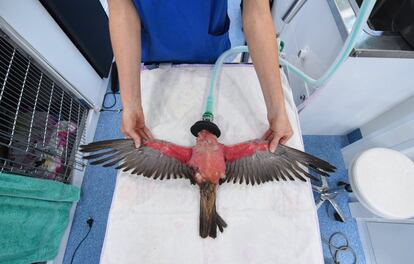 Una galah australiana, también conocida como cacatúa rosa y gris, es atendida en el Hospital Móvil de Fauna Silvestre de Byron Bay tras haber sido encontrada herida, en Byron Bay (Australia).